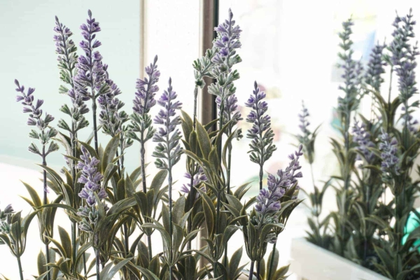 Lavender Makes a Perfect Decor Piece for Spring Decorations