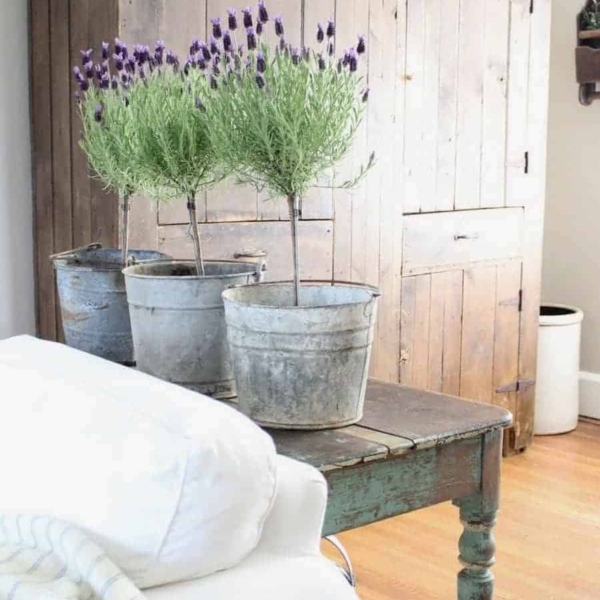 Lavender topiaries table decor.