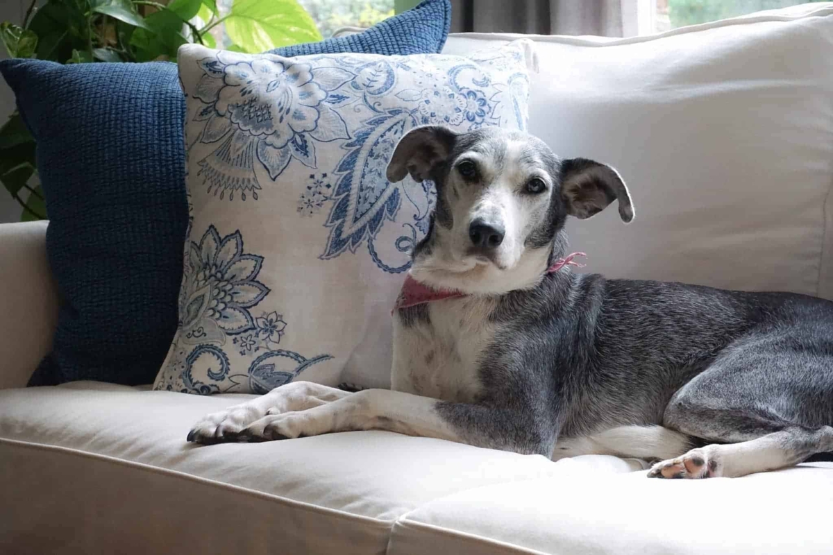 Dog Friendly Sofa