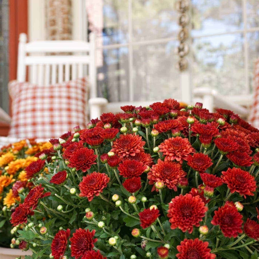 Simple fall porch decor ideas.