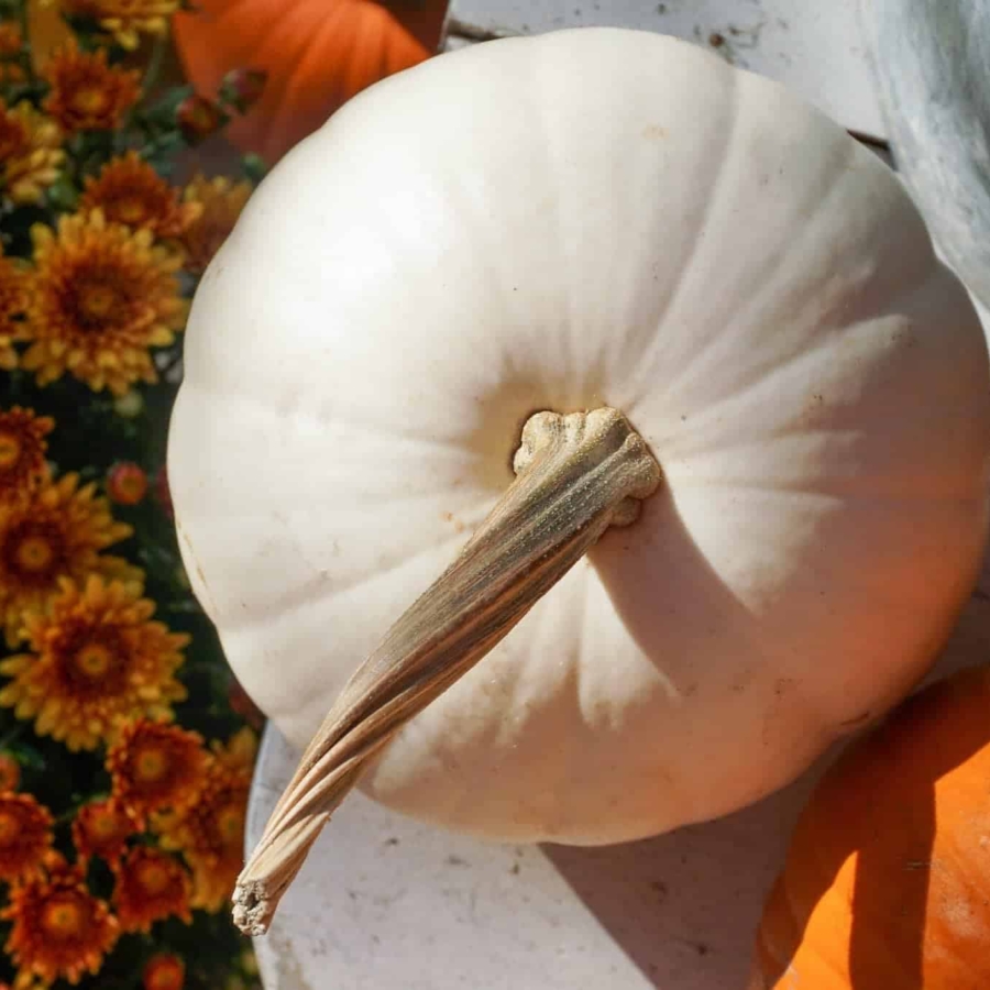 Simple fall porch decorating ideas.