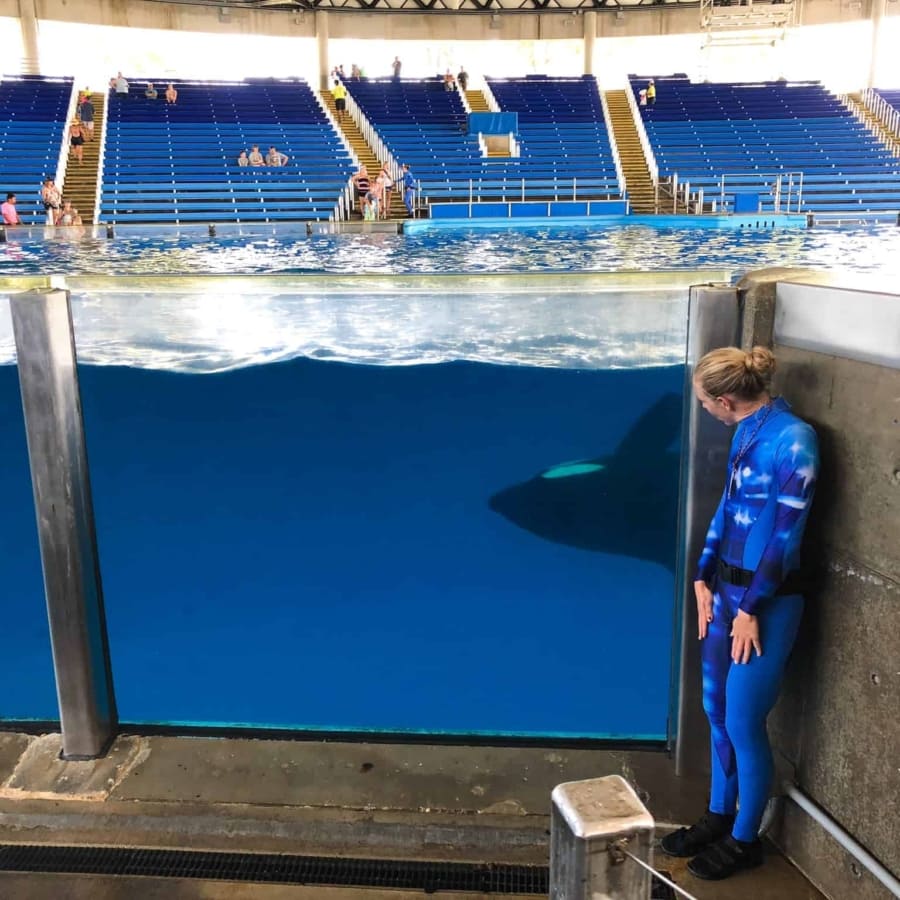 Sea World Shamu.