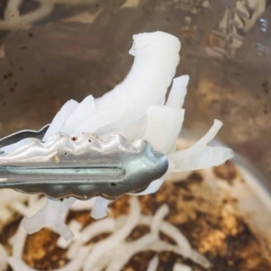 adding sliced onions to the instant pot to sauté